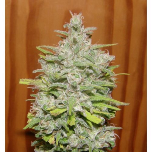 Dr Underground Crystal M.E.H.T. Fem.