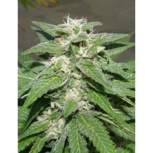 Dr Underground Kong 47 Fem.