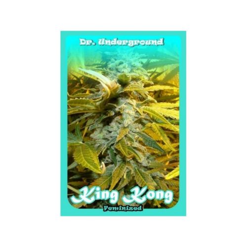 Dr Underground Auto King Kong