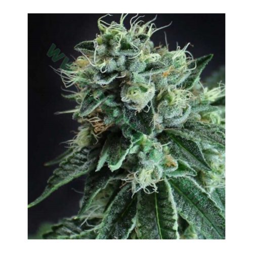 Dr Underground Black Jesus OG Fem.