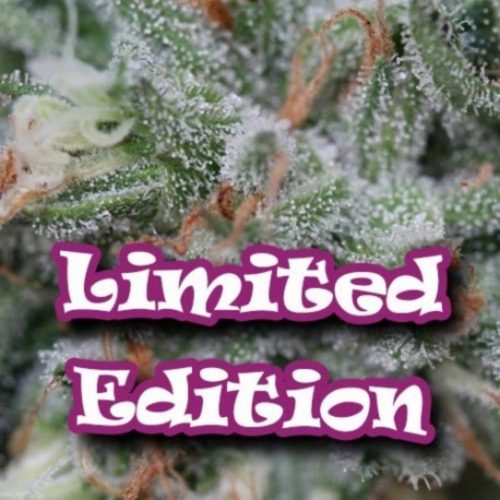 Dr Underground (Edicion Limitada) Aladin 5Und Fem.