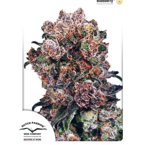 Dutch Passion Blueberry Fem.