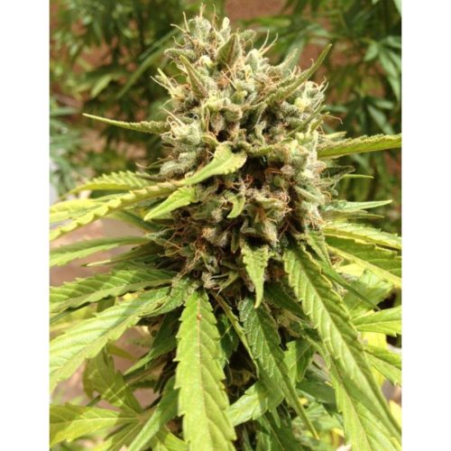 Dutch Passion Auto Blueberry