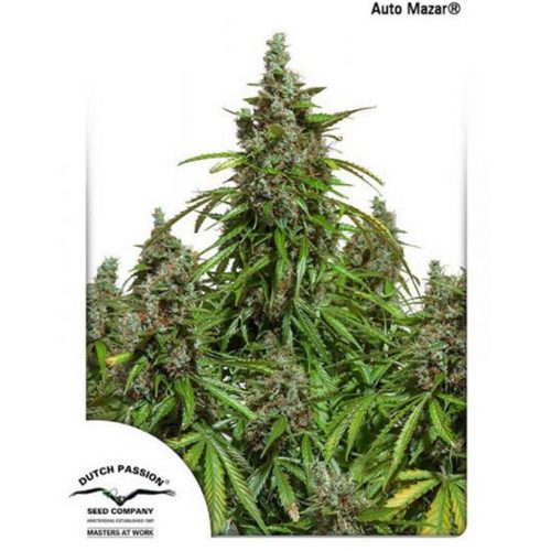 Dutch Passion Auto Mazar