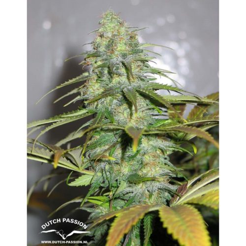 Dutch Passion California Orange Fem.