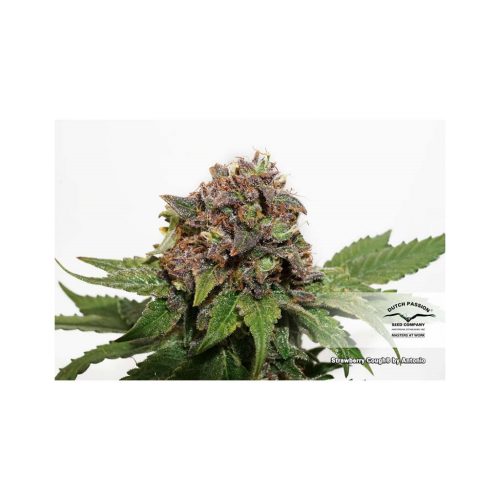 Dutch Passion Strawberry Cough Fem.
