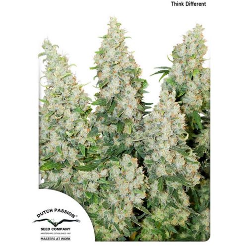 Dutch Passion Think Different Auto