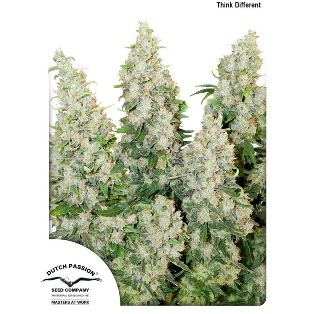 Dutch Passion Think Different Auto