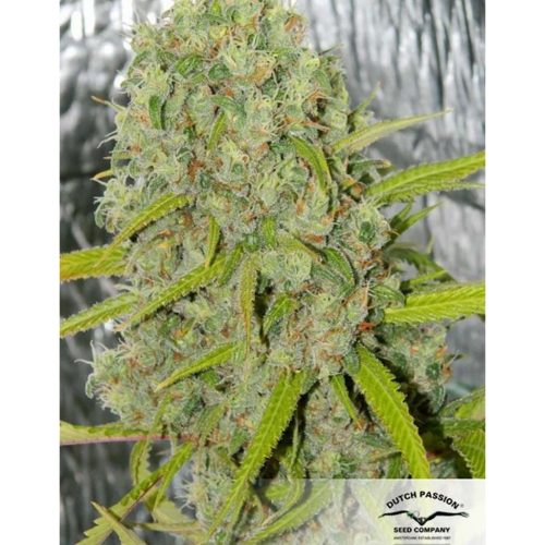 Dutch Passion Orange Bud Fem.