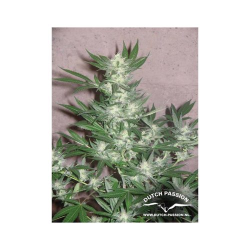 Dutch Passion Euforia Fem