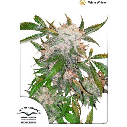 Dutch Passion White Widow Fem.