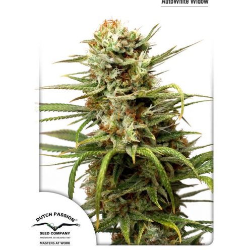 Dutch Passion Auto White Widow