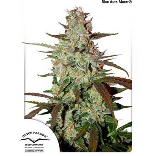 Dutch Passion Blue AutoMazar