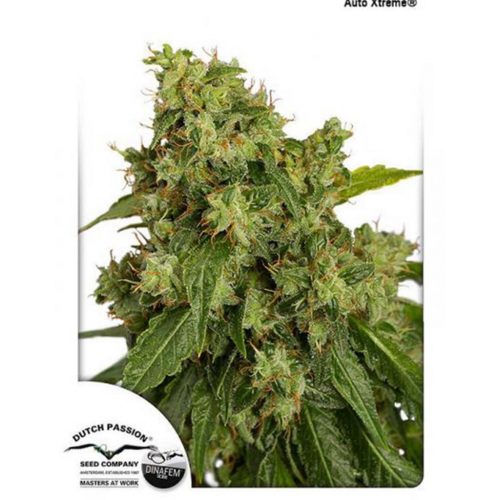 Dutch Passion Auto Xtreme