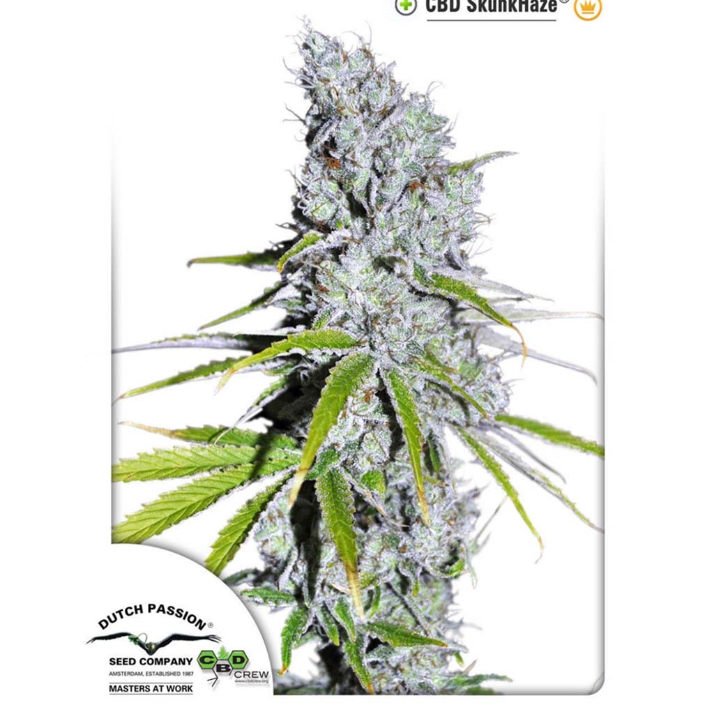 Dutch Passion CBD Skunkhaze Fem