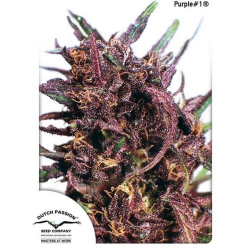 Dutch Passion Purple 1 Fem.