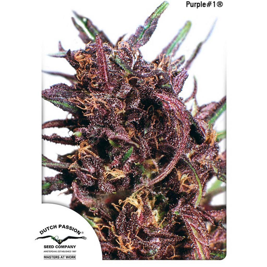 Dutch Passion Purple 1 Fem.