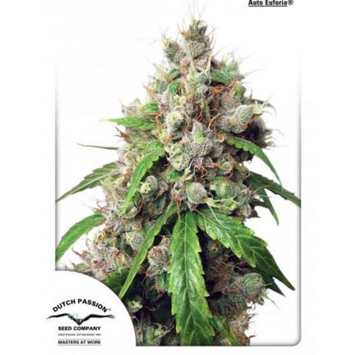 Dutch Passion Auto Euforia