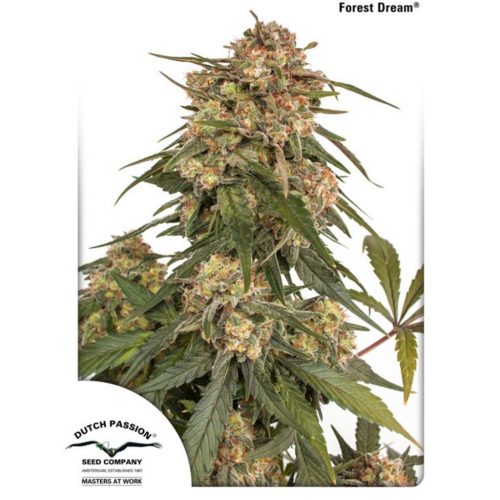 Dutch Passion Forest Dream Fem.
