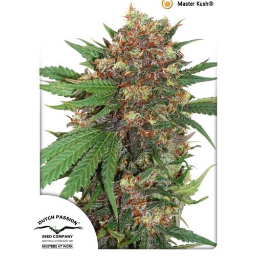 Dutch Passion Masterkush Fem.