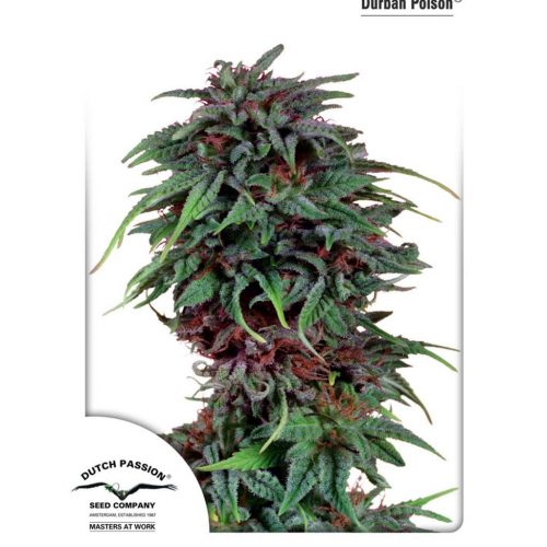 Dutch Passion Durban Poison Fem.