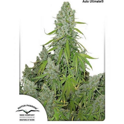 Dutch Passion Auto Ultimate