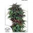Dutch Passion Durban Poison 10Und Reg