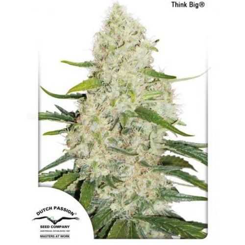 Dutch Passion Think Big Auto