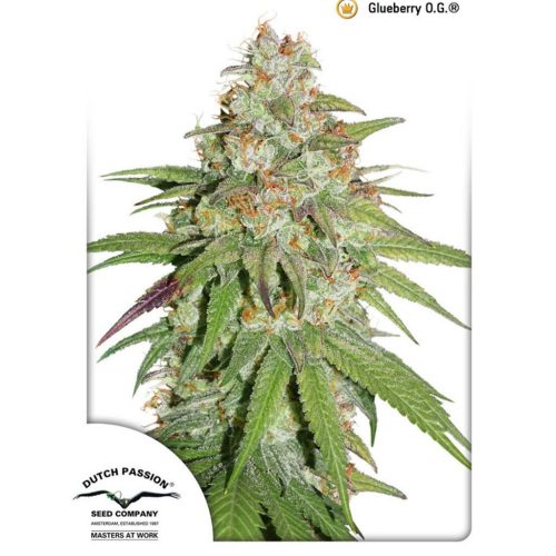 Dutch Passion Glueberry OG Fem.
