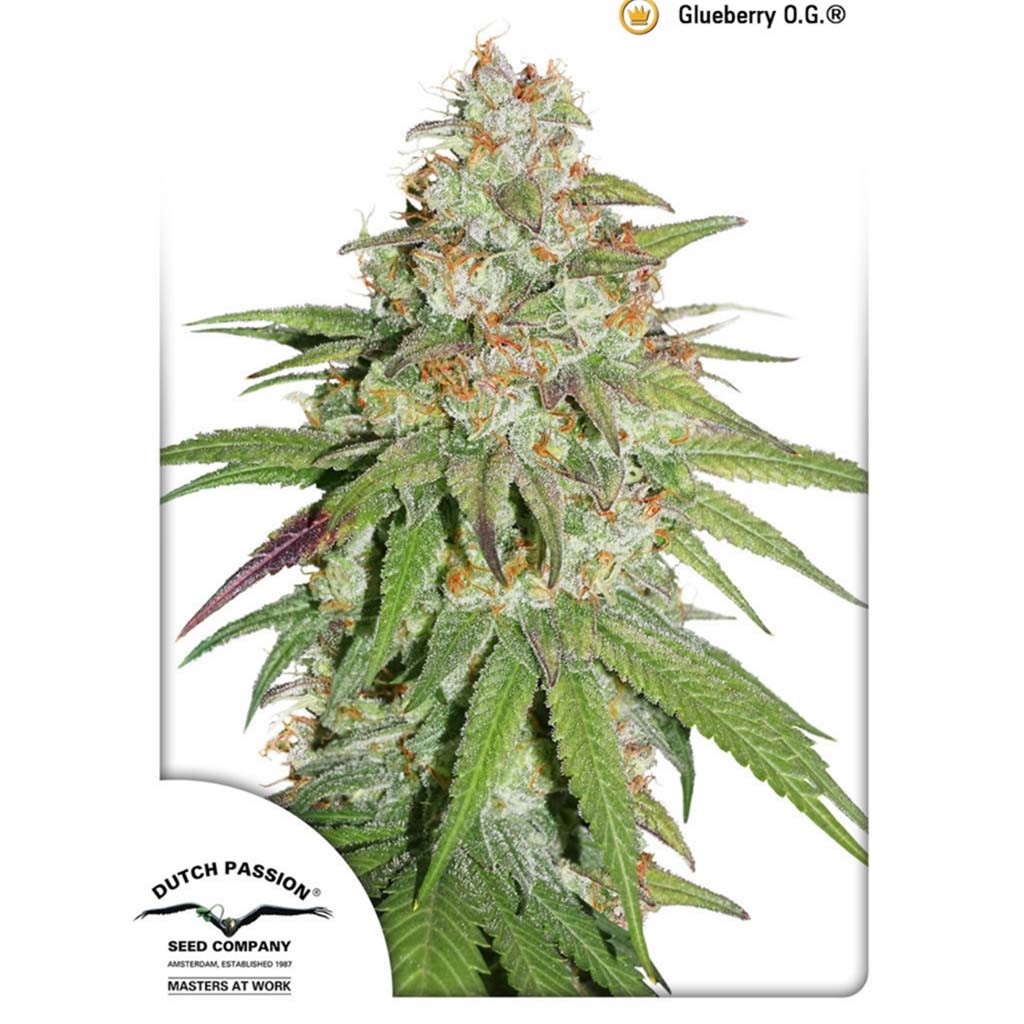 Dutch Passion Glueberry OG Fem.