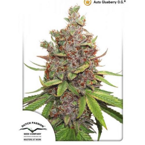 Dutch Passion Auto Glueberry OG