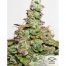 Dutch Passion Auto Compassion Lime CBD 3Und