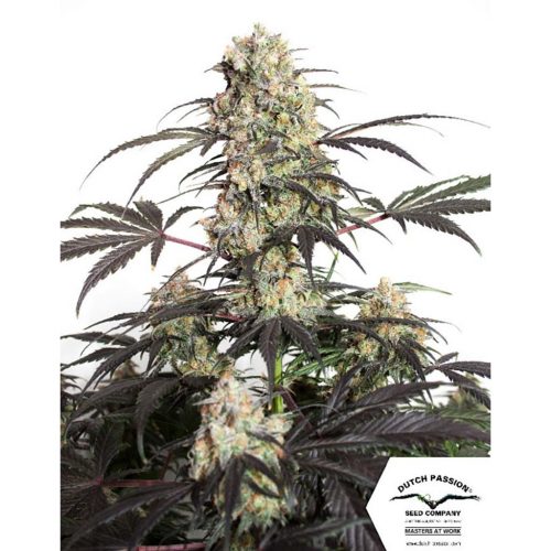 Dutch Passion Passion Fruit Fem.