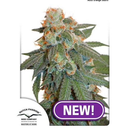 Dutch Passion Auto Orange Bud