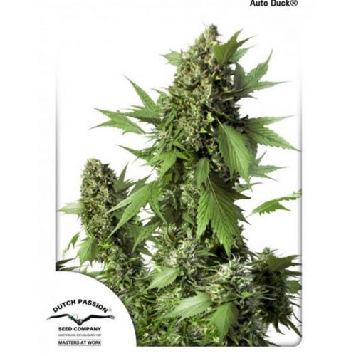 Dutch Passion Auto Duck