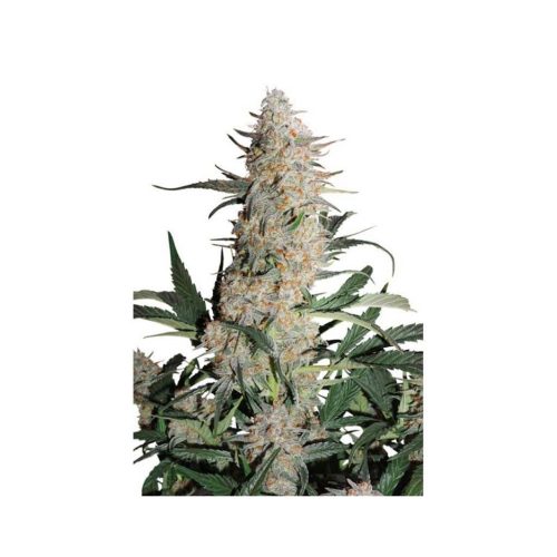 Dutch Passion Critical Orange Punch Fem.