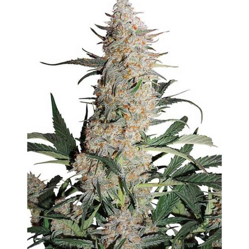 Dutch Passion Auto Critical Orange Punch