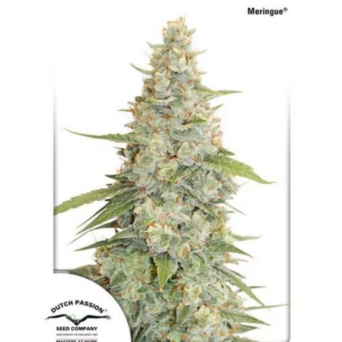 Dutch Passion Meringue Fem