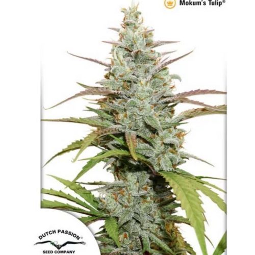 Dutch Passion Mokum's Tulip Fem