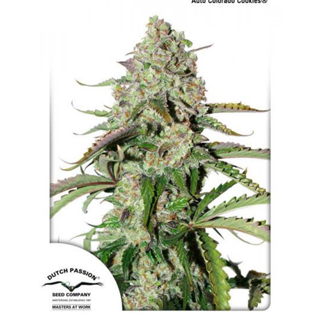 Dutch Passion Auto Colorado Cookies