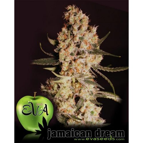 Eva Seeds Jamaican Dream Fem.