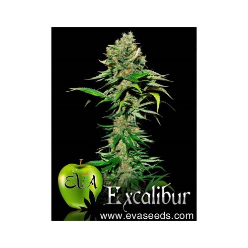 Eva Seeds Excalibur Fem.