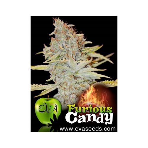 Eva Seeds Furious Candy Fem.