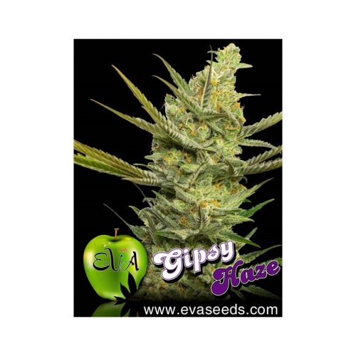 Eva Seeds Gipsy Haze Fem