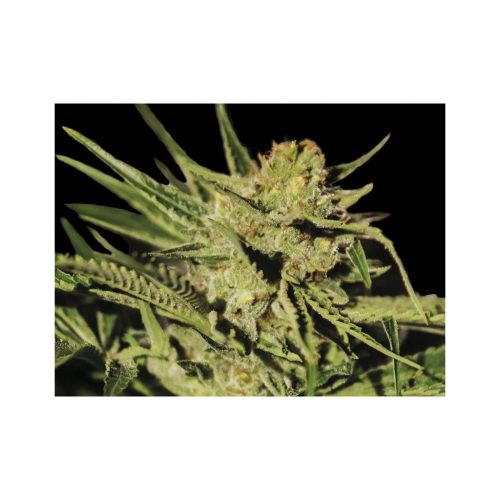 Exclusive Seeds Egarshark Fem
