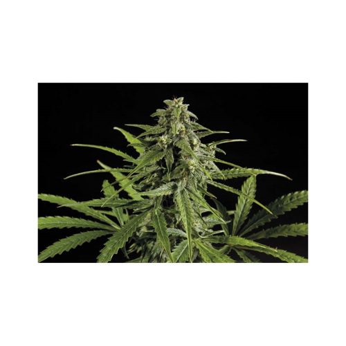 Exclusive Seeds Doble W Fem
