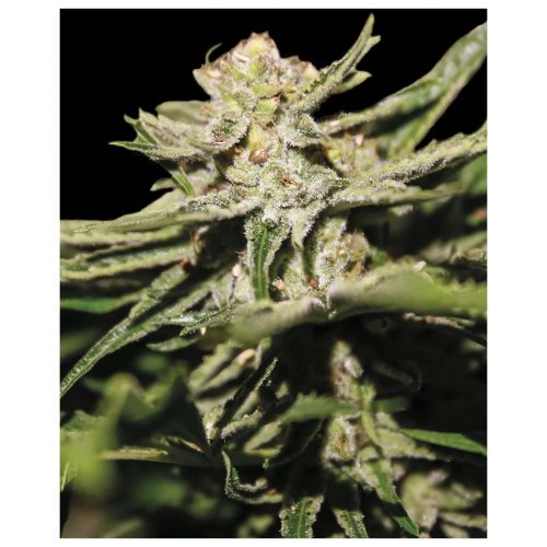 Exclusive Seeds Nemo Fem
