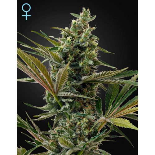 Exclusive Seeds Limon Haze Fem
