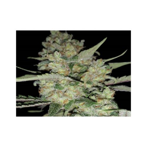 Exclusive Seeds Auto Critical