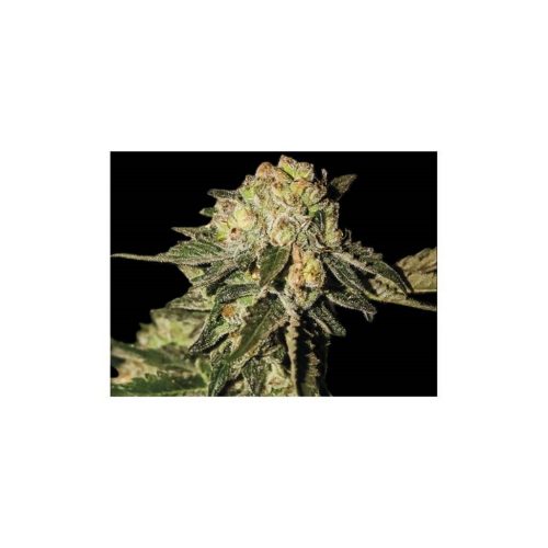 Exclusive Seeds Auto Mandari
